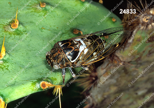 Cacama variegata (Variegated Cactus Dodger, Cicadidae)